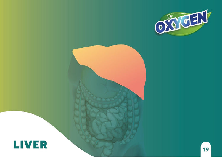 Liver