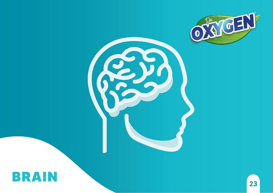 Brain